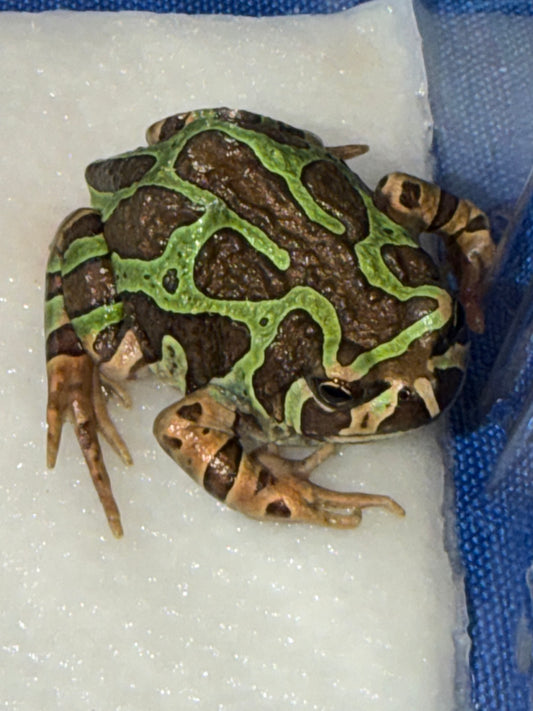 Marble hopper - Other Frogs