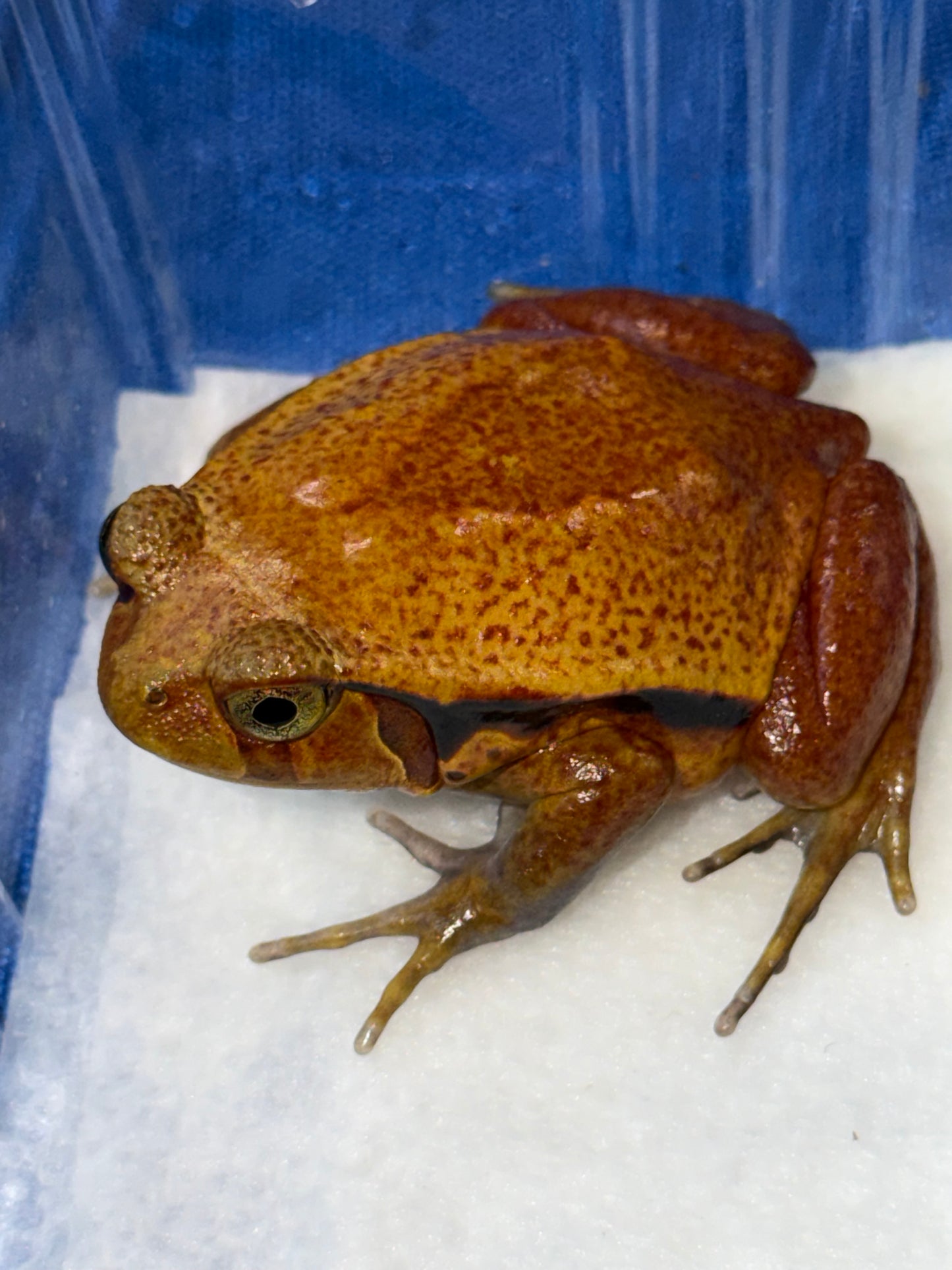 Tomato frogs - Other Frogs