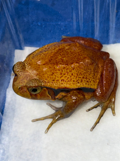 Tomato frogs - Other Frogs