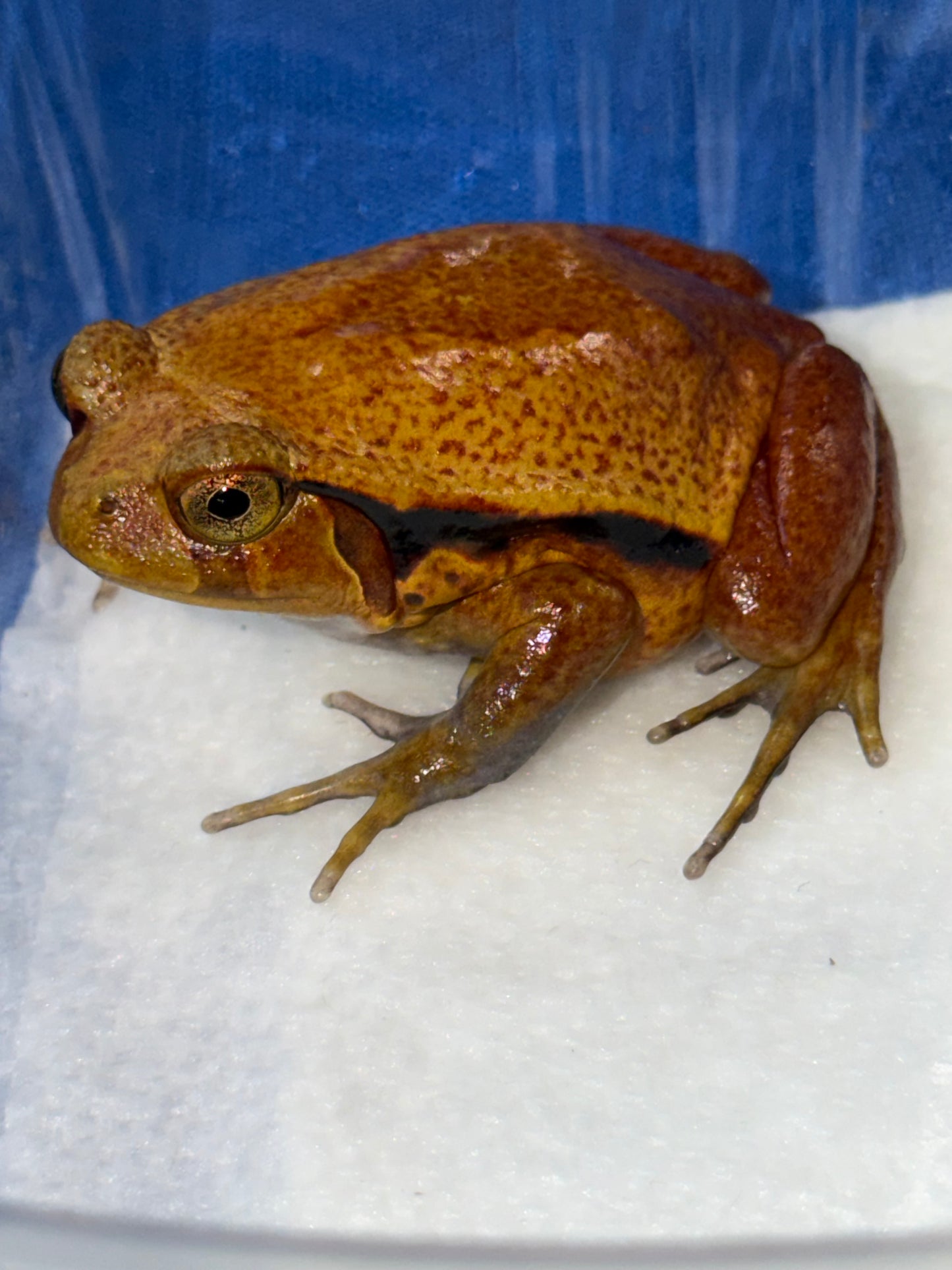 Tomato frogs - Other Frogs