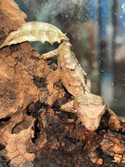 Male Phantasticus - Leaf-Tailed Geckos