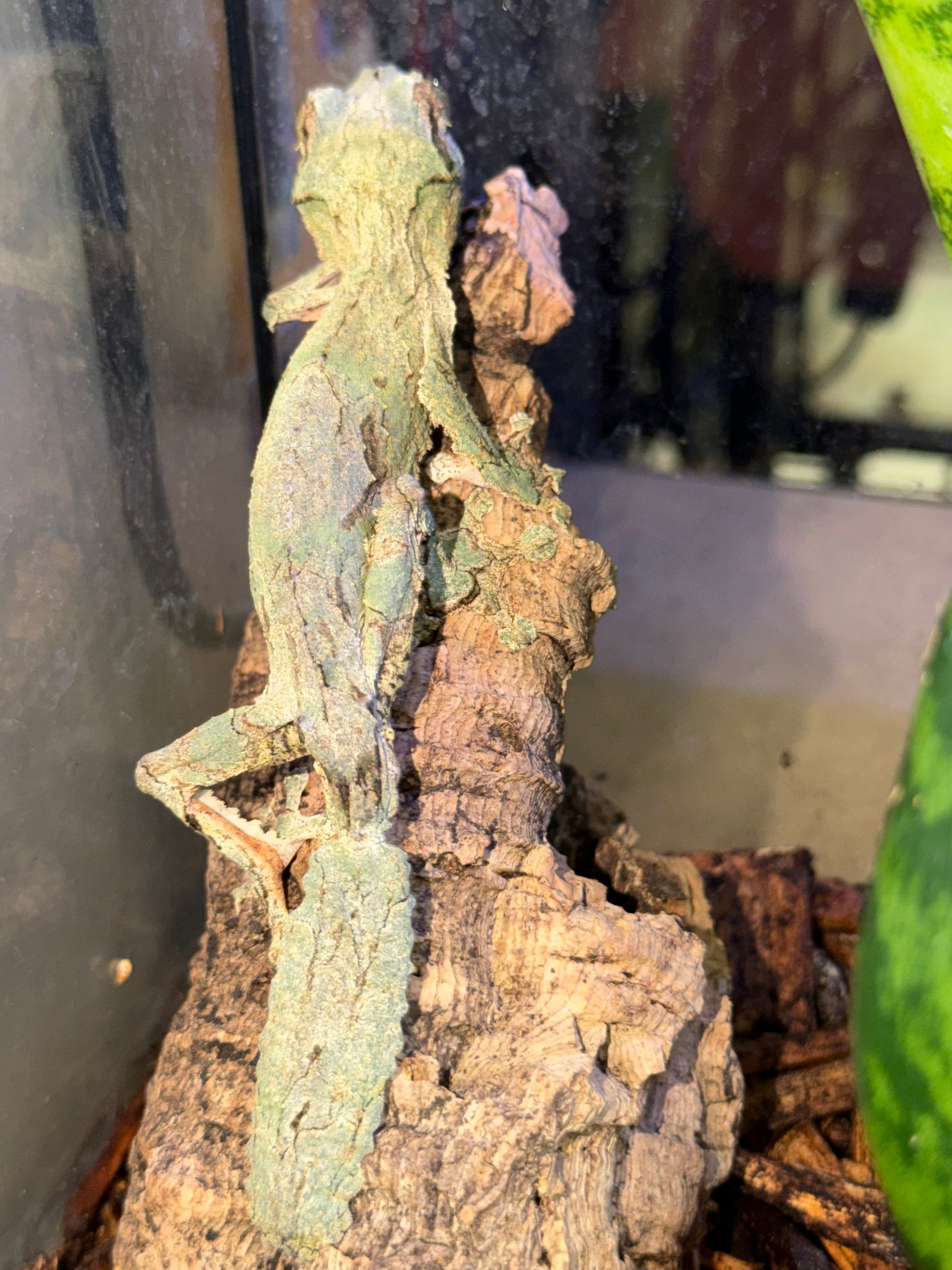 Male sikkorae mossy - Leaf-Tailed Geckos