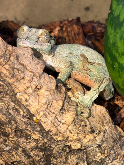 Male sikkorae mossy - Leaf-Tailed Geckos