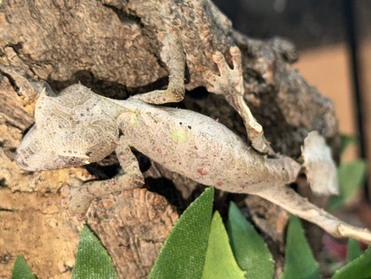 Adult male phantasticus - Leaf-Tailed Geckos