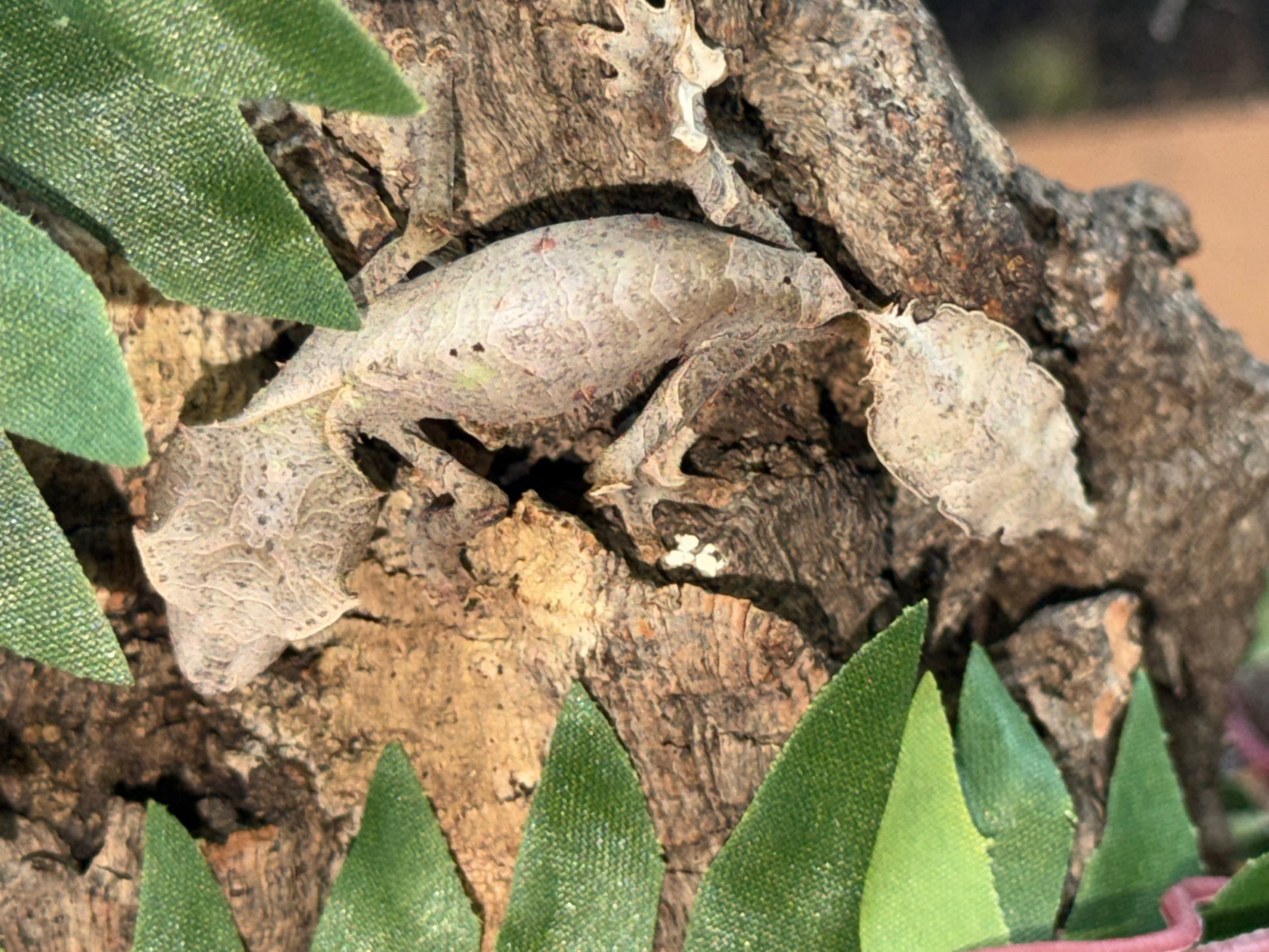 Adult male phantasticus - Leaf-Tailed Geckos