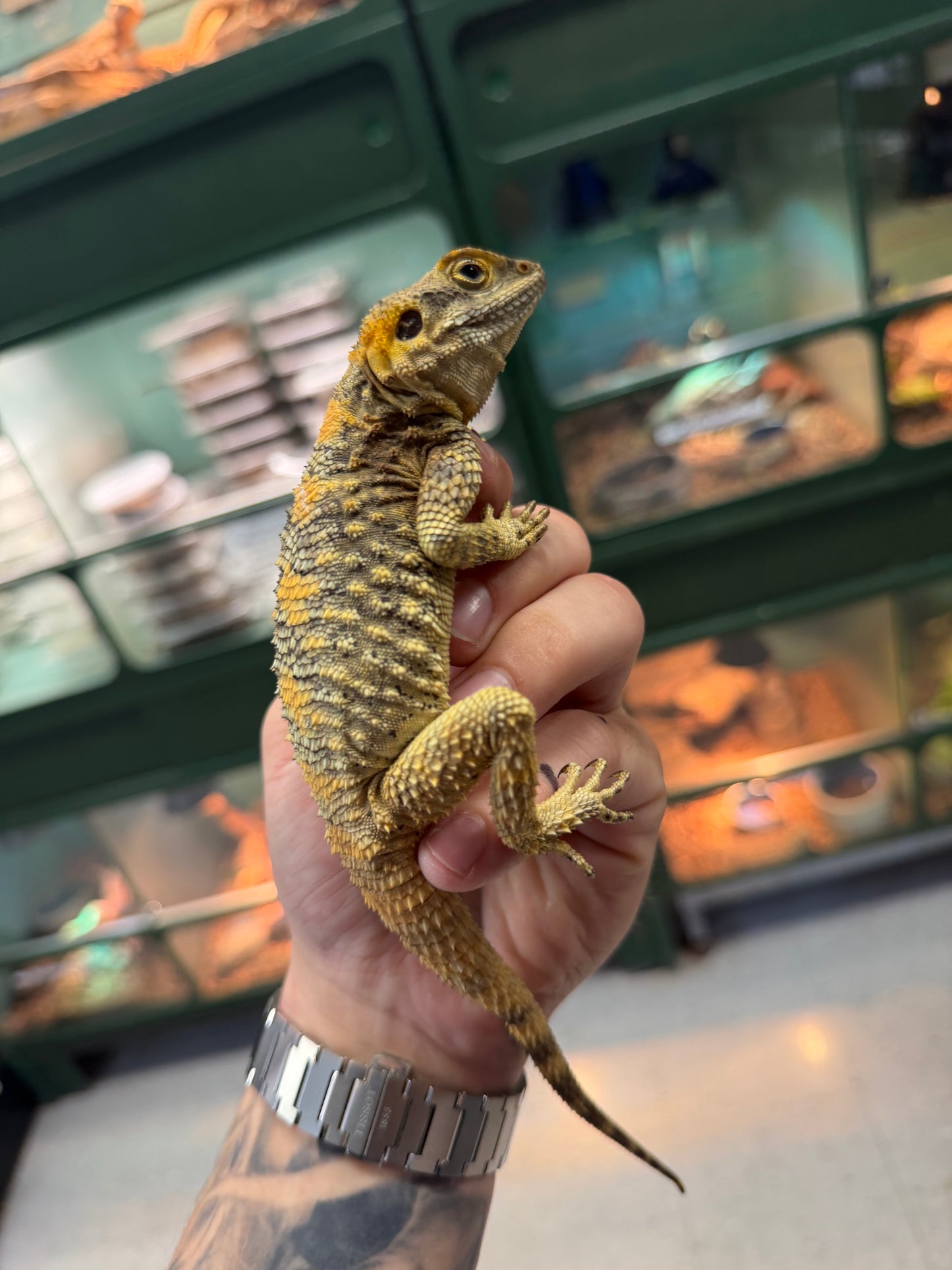 Clown agamas - Agamas