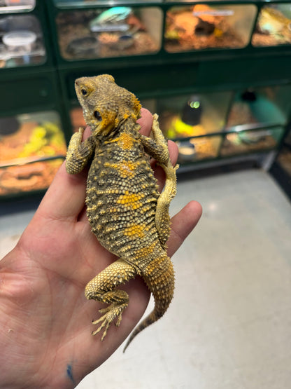Clown agamas - Agamas