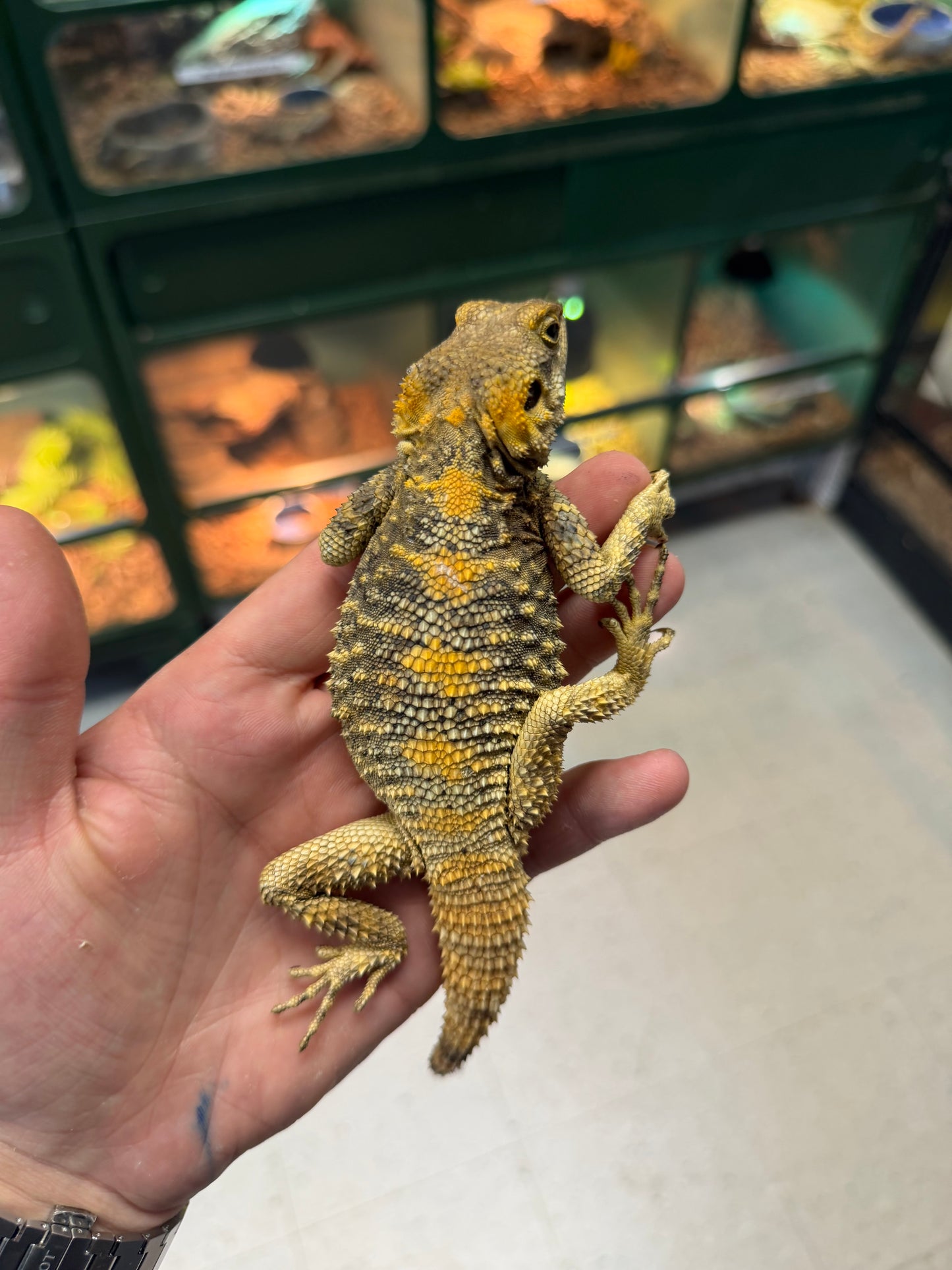 Clown agamas - Agamas