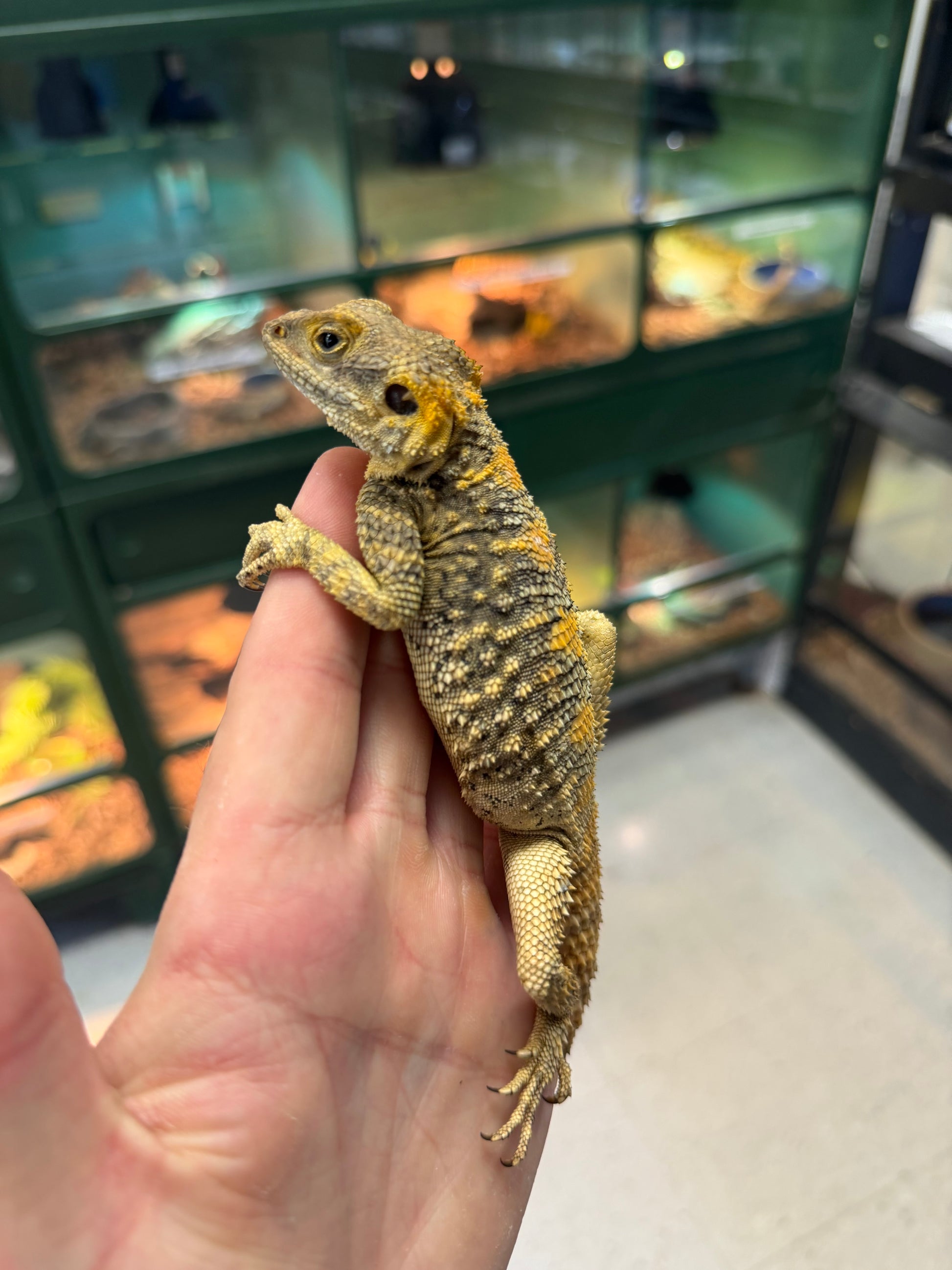 Clown agamas - Agamas