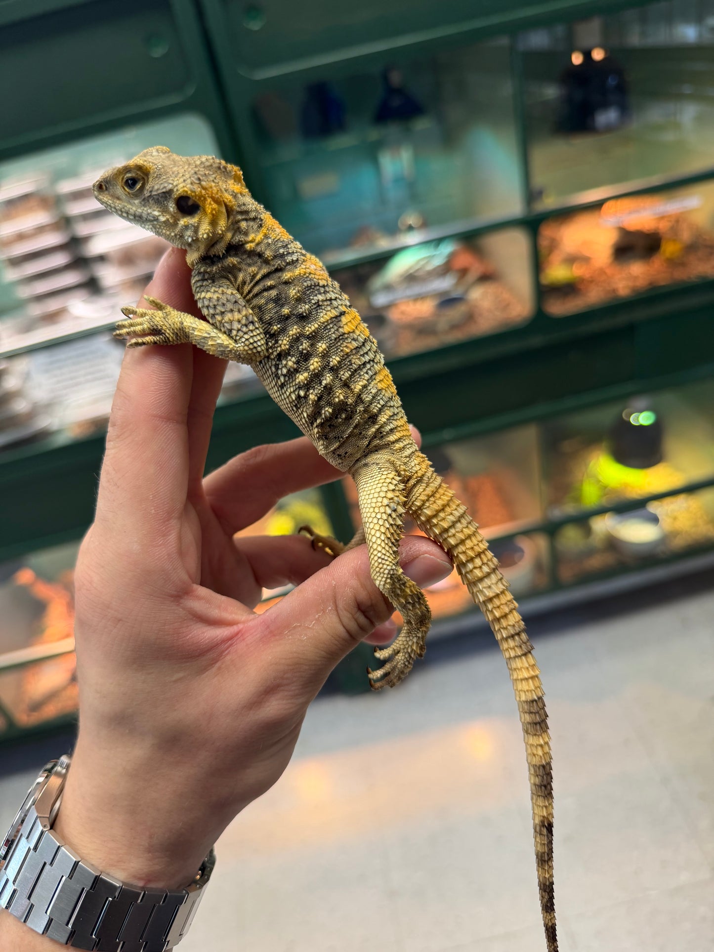 Clown agamas - Agamas