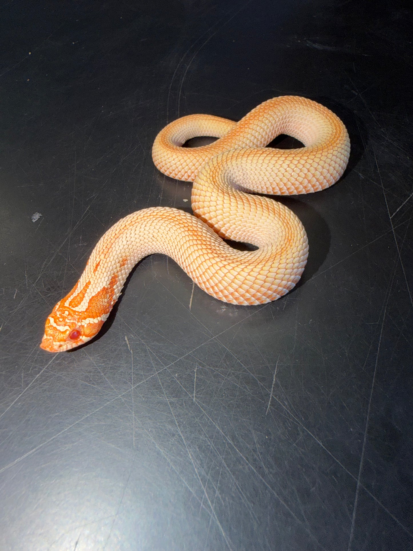 Red albino super conda - Western Hognose