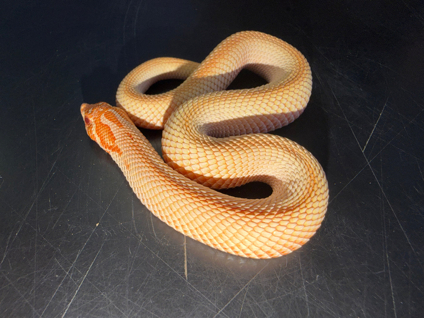 Red albino super conda - Western Hognose