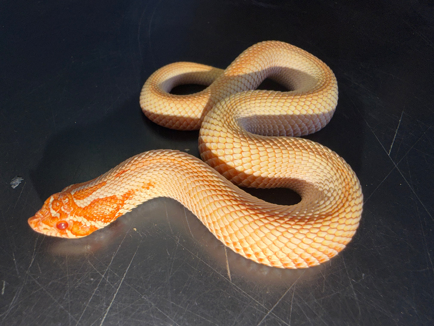 Red albino super conda - Western Hognose