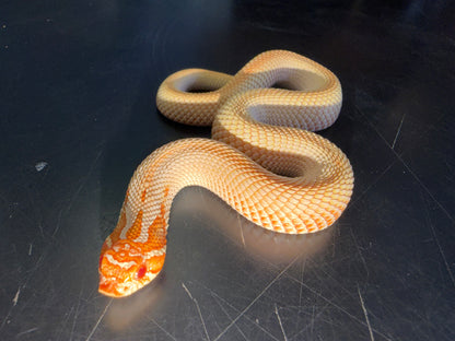 Red albino super conda - Western Hognose