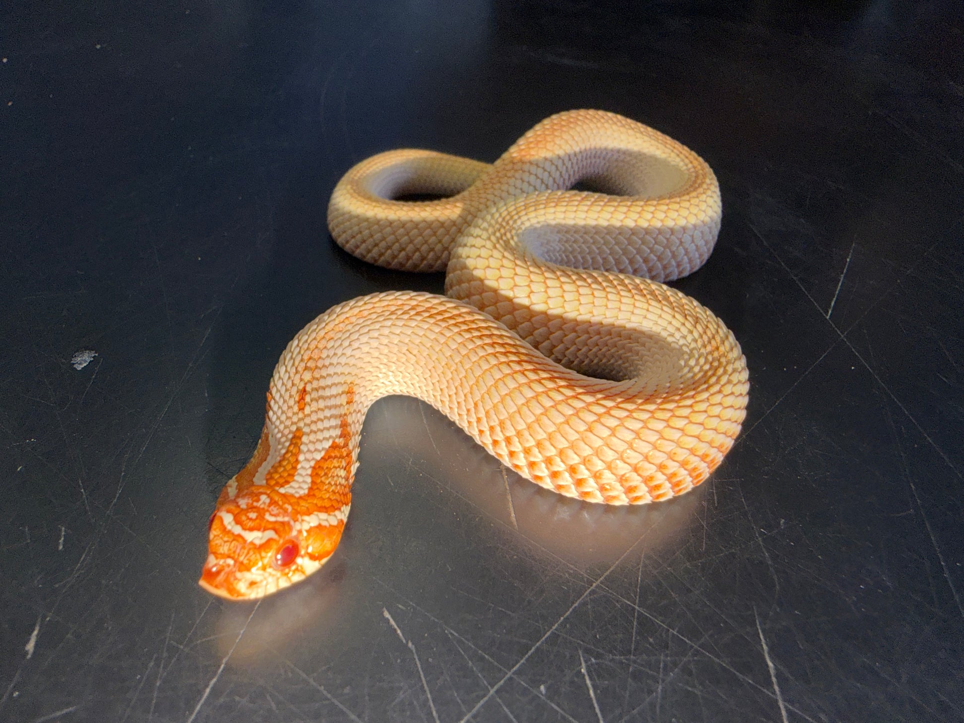 Red albino super conda - Western Hognose