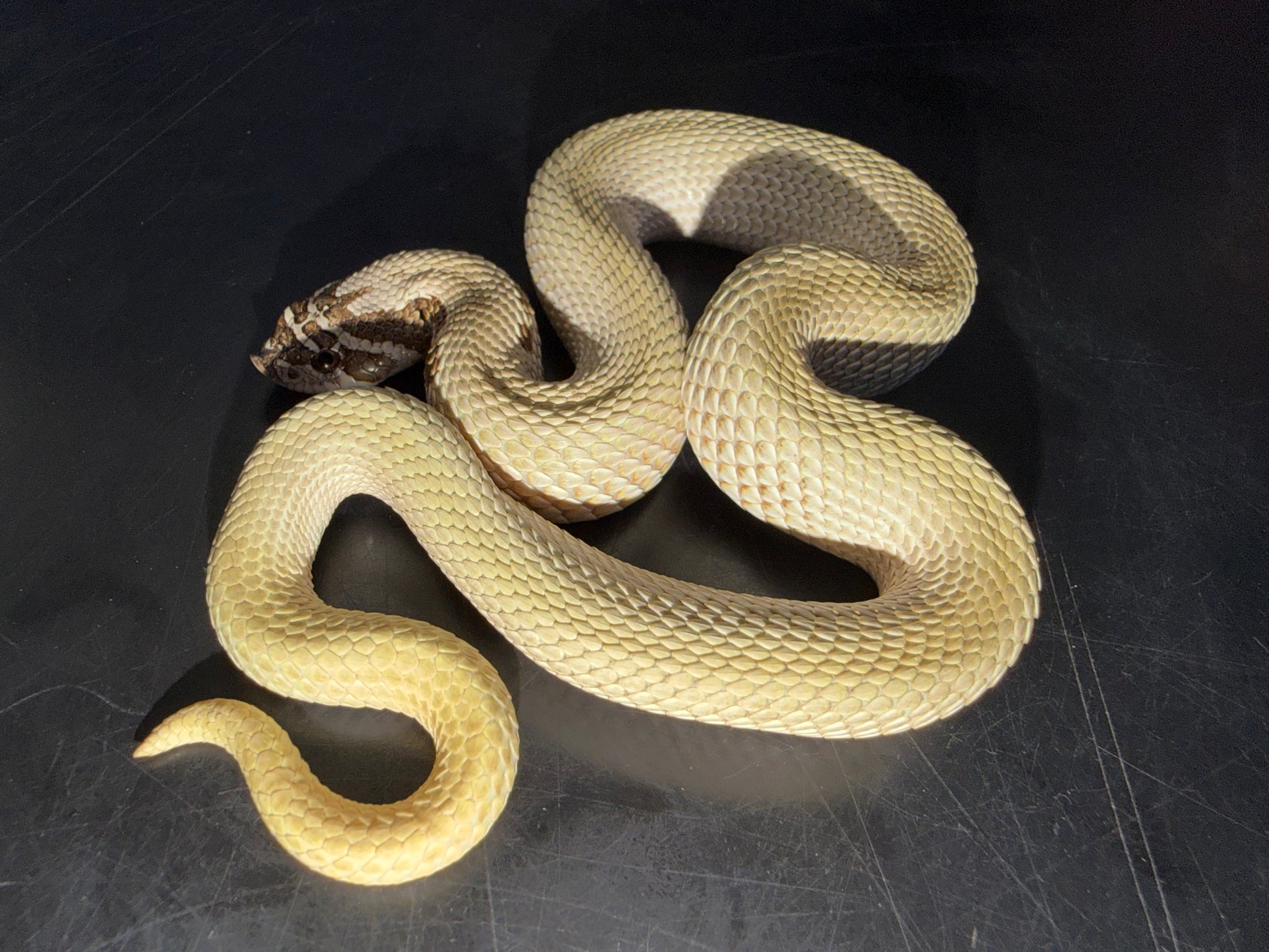 Make super conda - Western Hognose