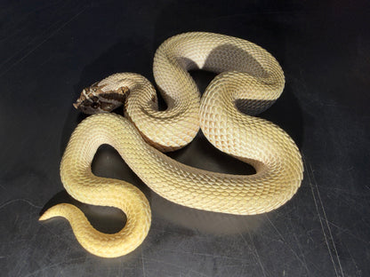 Male Super Conda Western Hognose