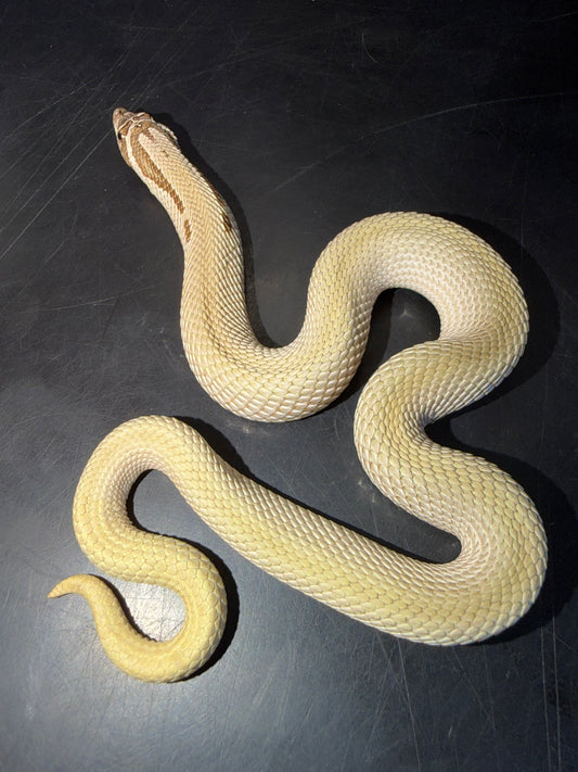 Male Super Conda Western Hognose