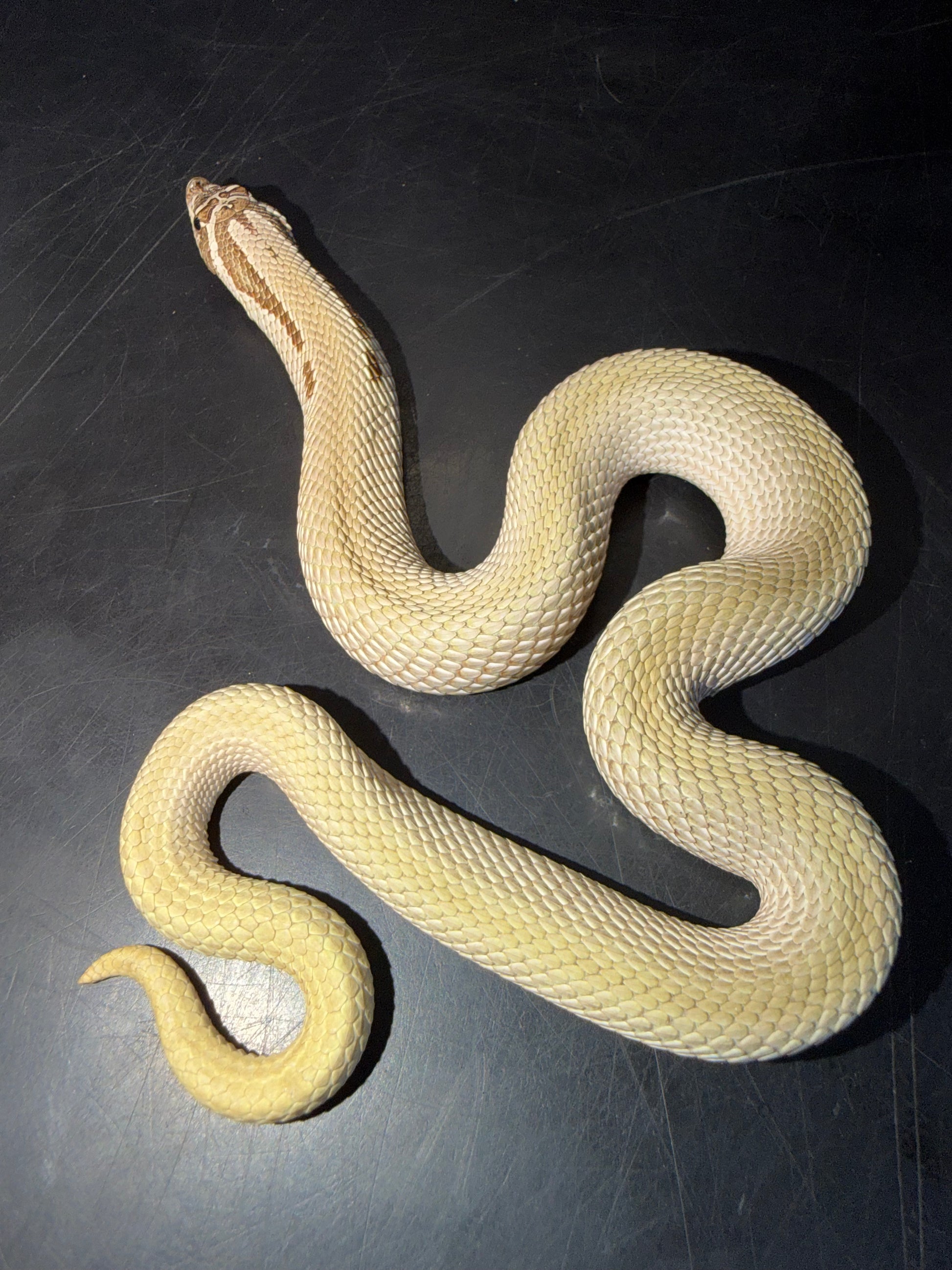 Make super conda - Western Hognose