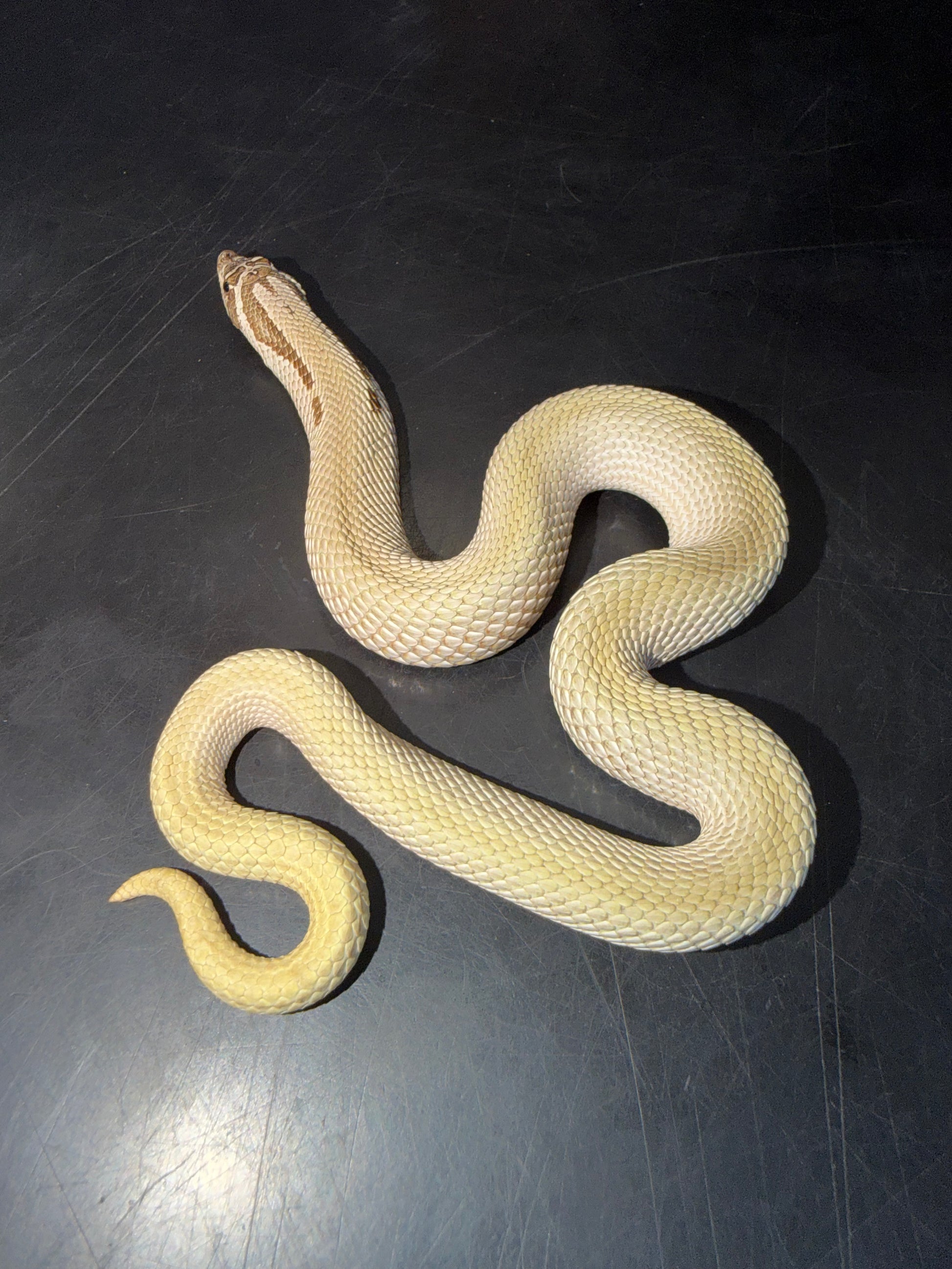 Make super conda - Western Hognose