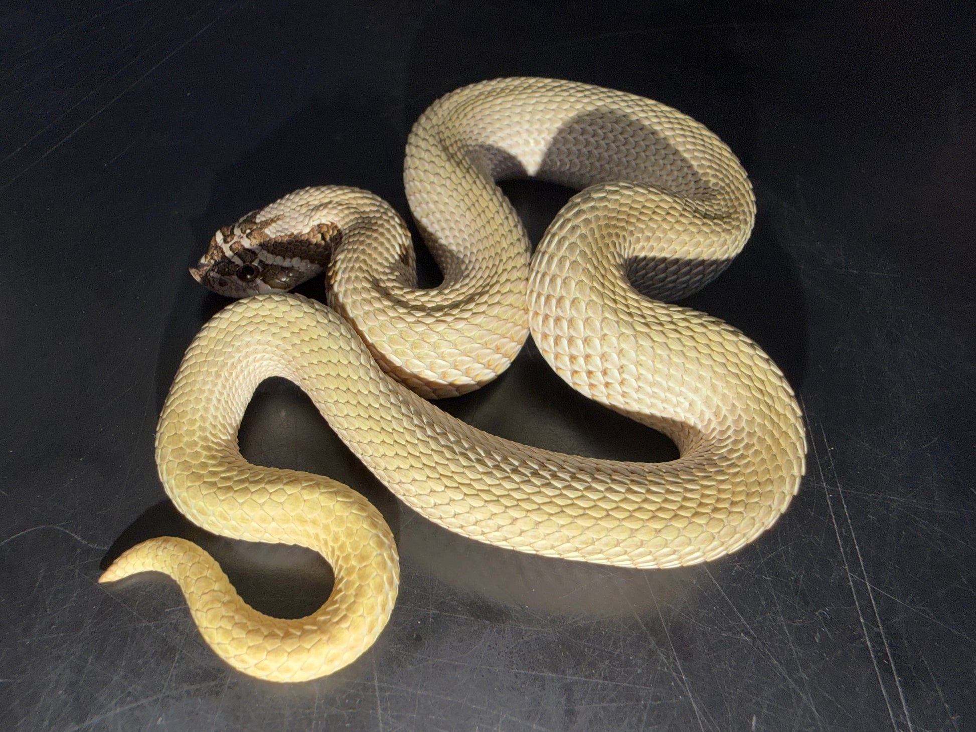 Make super conda - Western Hognose