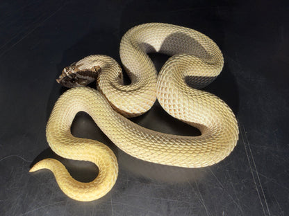 Make super conda - Western Hognose