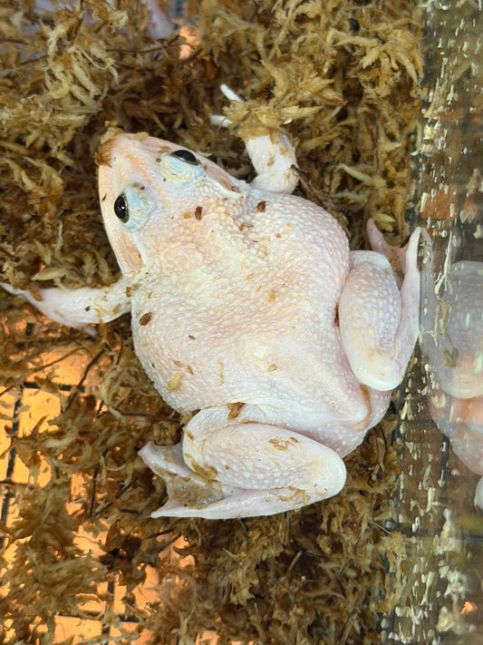 Snow Chinese bull frogs - Other Bullfrogs