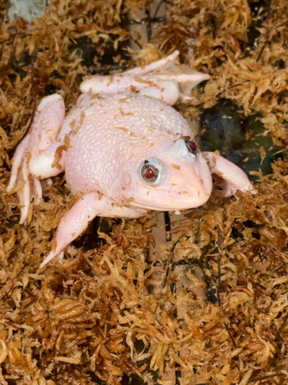 Snow Chinese bull frogs - Other Bullfrogs
