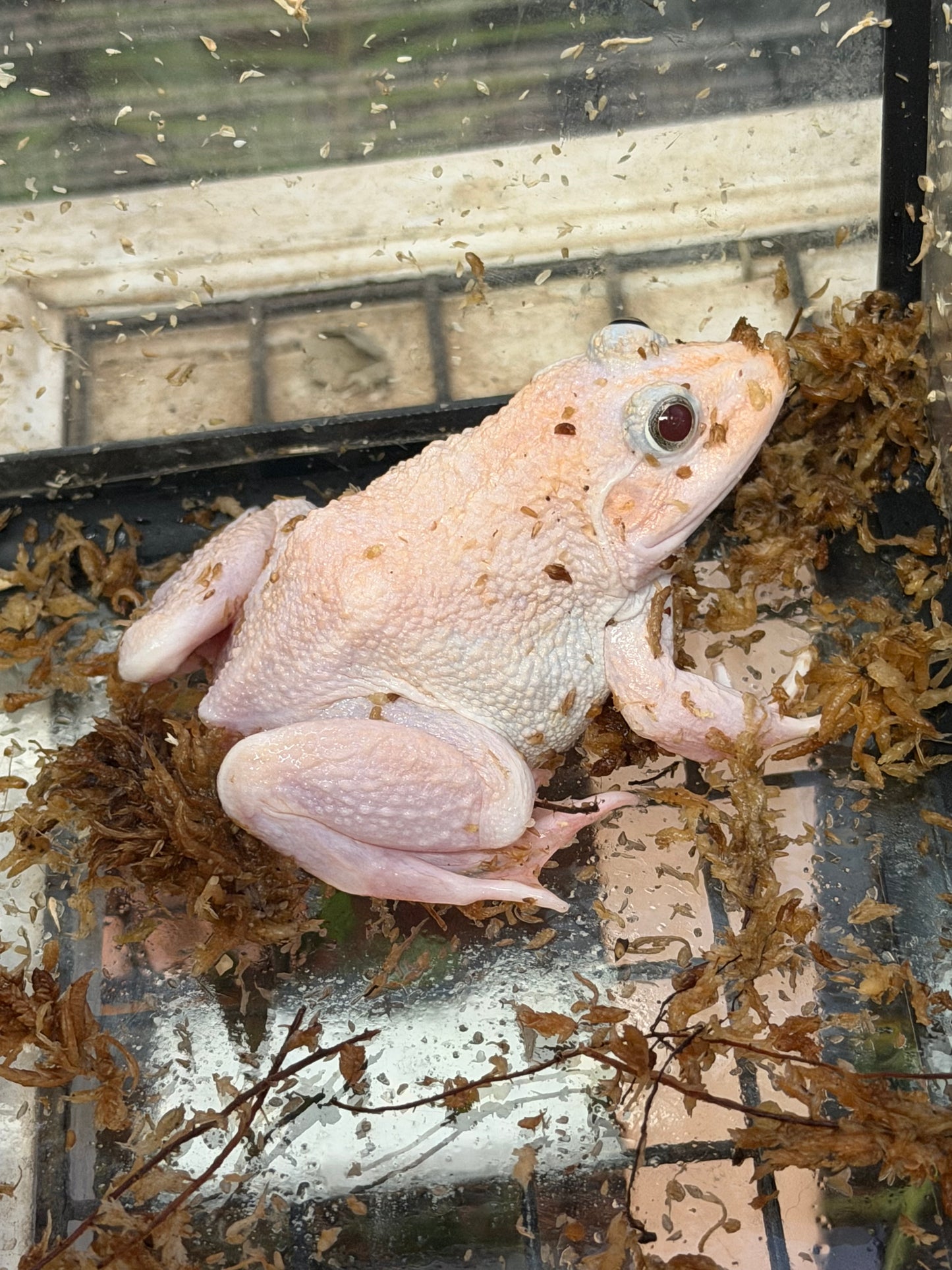 Snow Chinese bull frogs - Other Bullfrogs