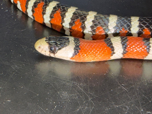 Adult male pyro - Arizona Mountain Kingsnakes