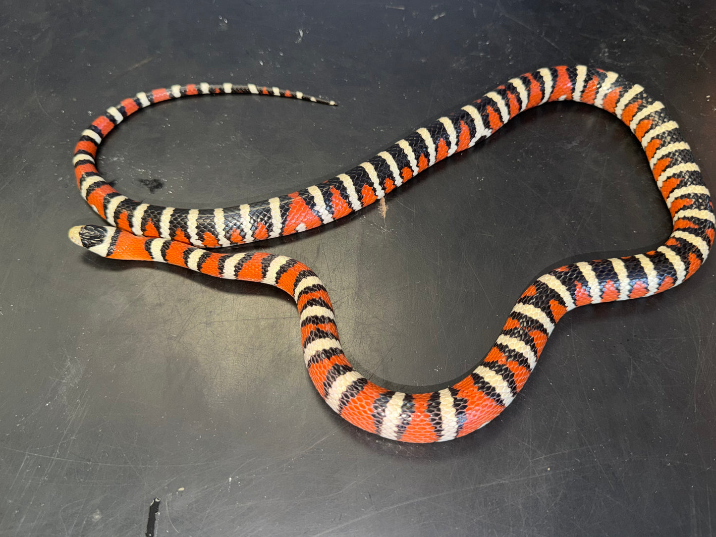 Adult male pyro - Arizona Mountain Kingsnakes