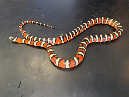 Adult male pyro - Arizona Mountain Kingsnakes
