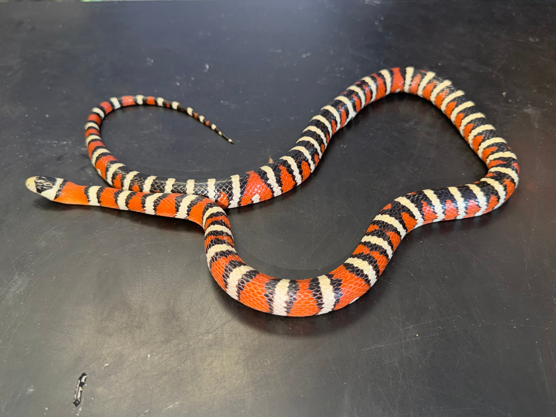 Adult male pyro - Arizona Mountain Kingsnakes