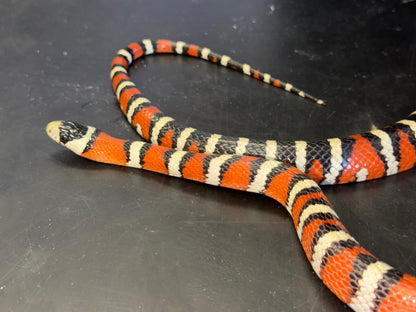 Adult male pyro - Arizona Mountain Kingsnakes