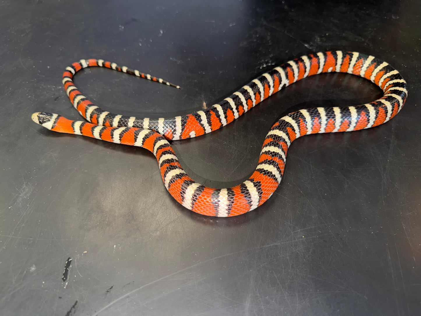 Adult male pyro - Arizona Mountain Kingsnakes