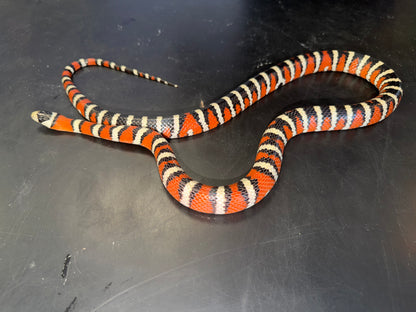 Adult male pyro - Arizona Mountain Kingsnakes