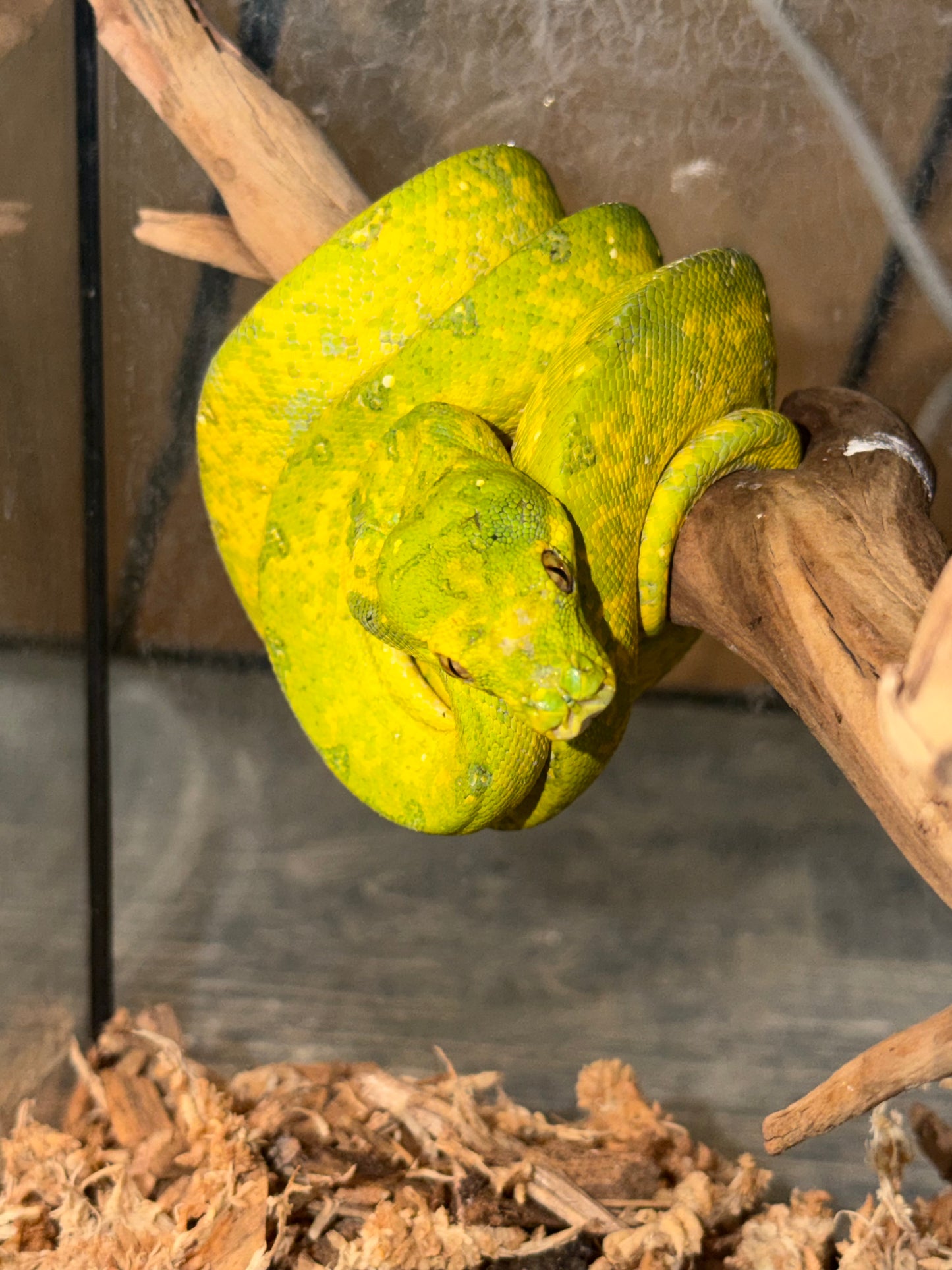 Yearling biak - Green Tree Pythons
