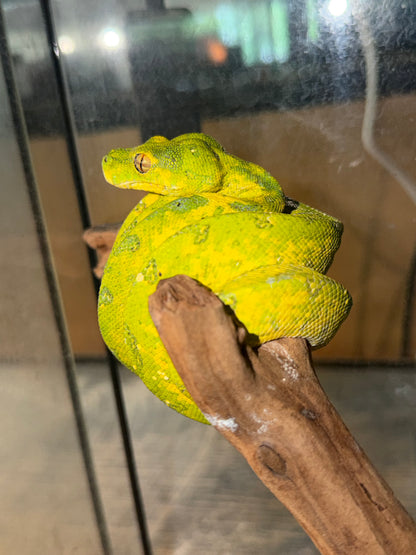 Yearling biak - Green Tree Pythons