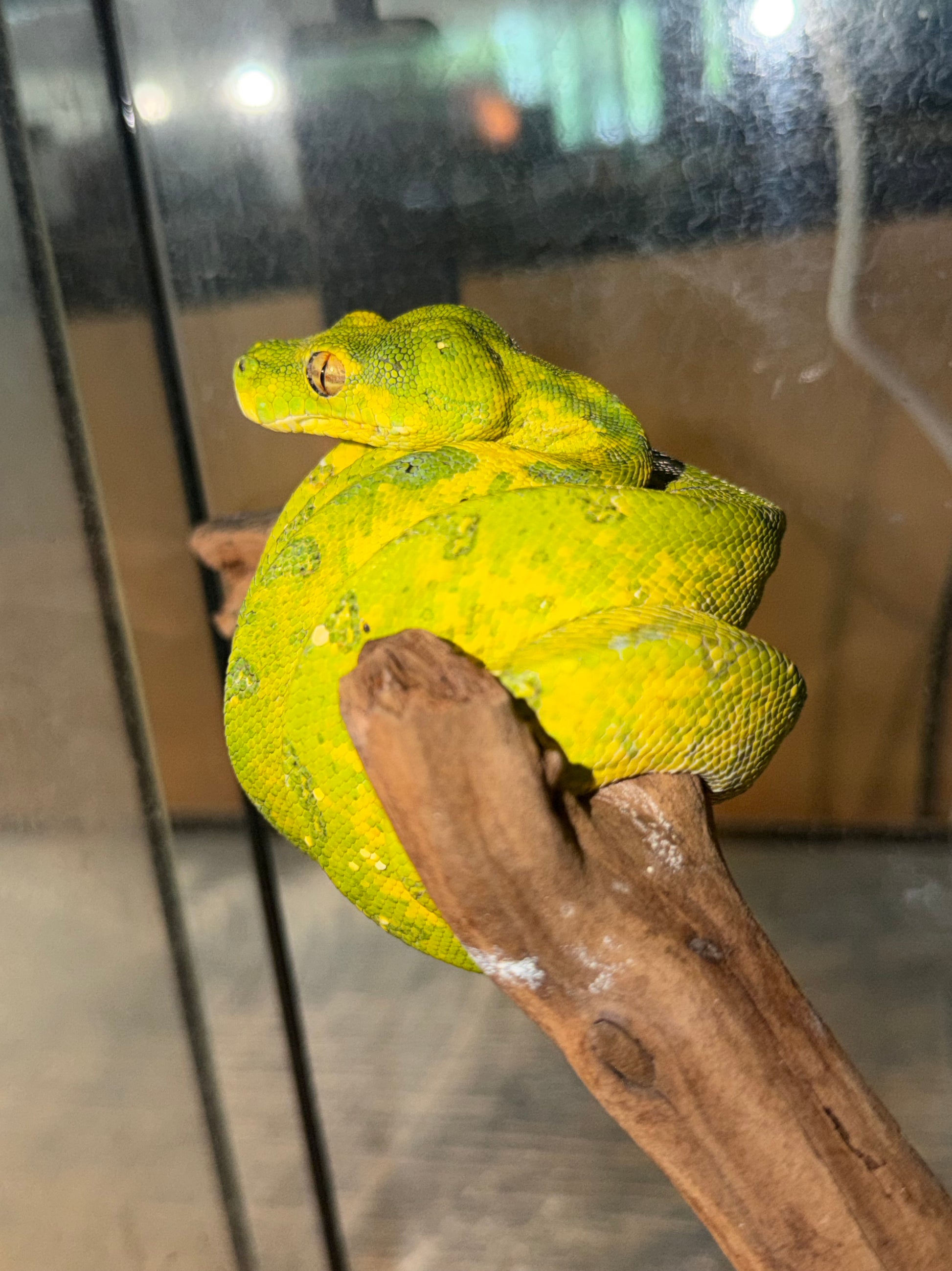 Yearling biak - Green Tree Pythons