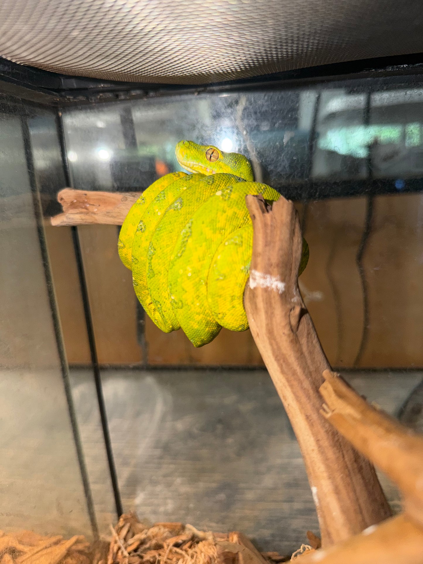 Yearling biak - Green Tree Pythons