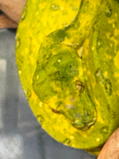 Yearling biak - Green Tree Pythons