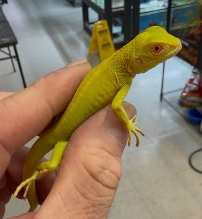 Albino iguanas - Green Iguanas