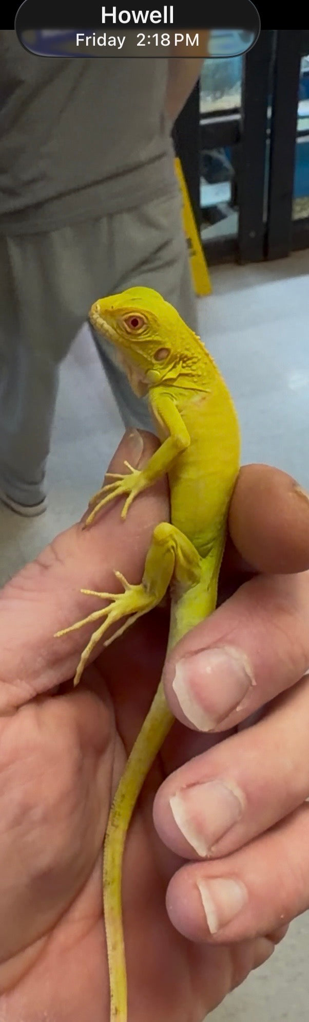 Albino iguanas - Green Iguanas