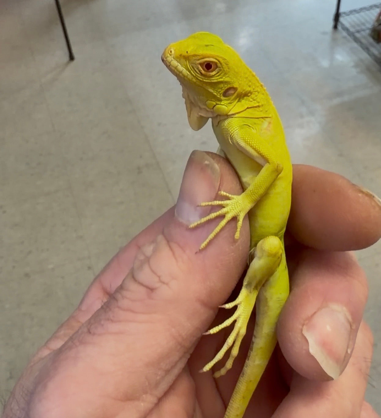 Albino iguanas - Green Iguanas