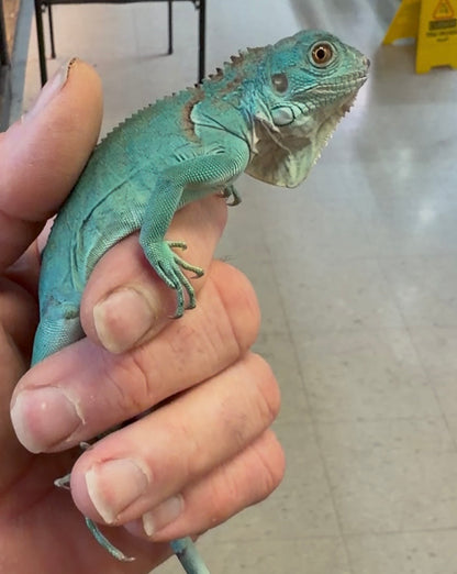 Blue iguanas - Green Iguanas