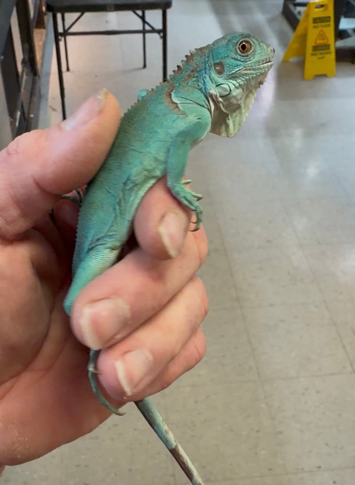 Blue iguanas - Green Iguanas