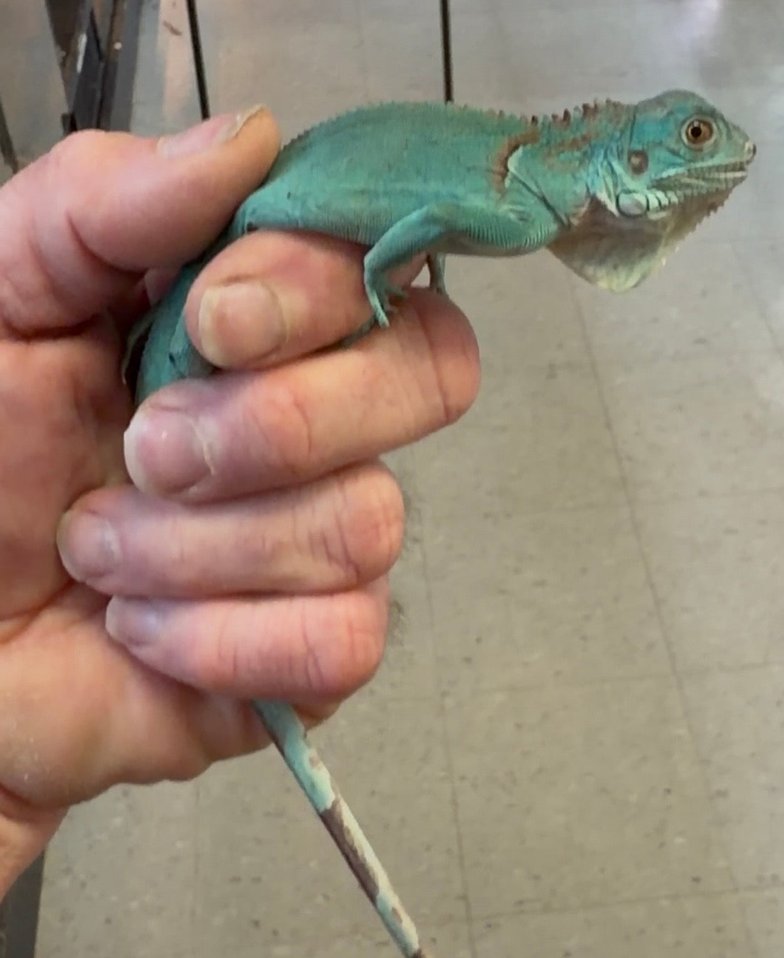 Blue iguanas - Green Iguanas