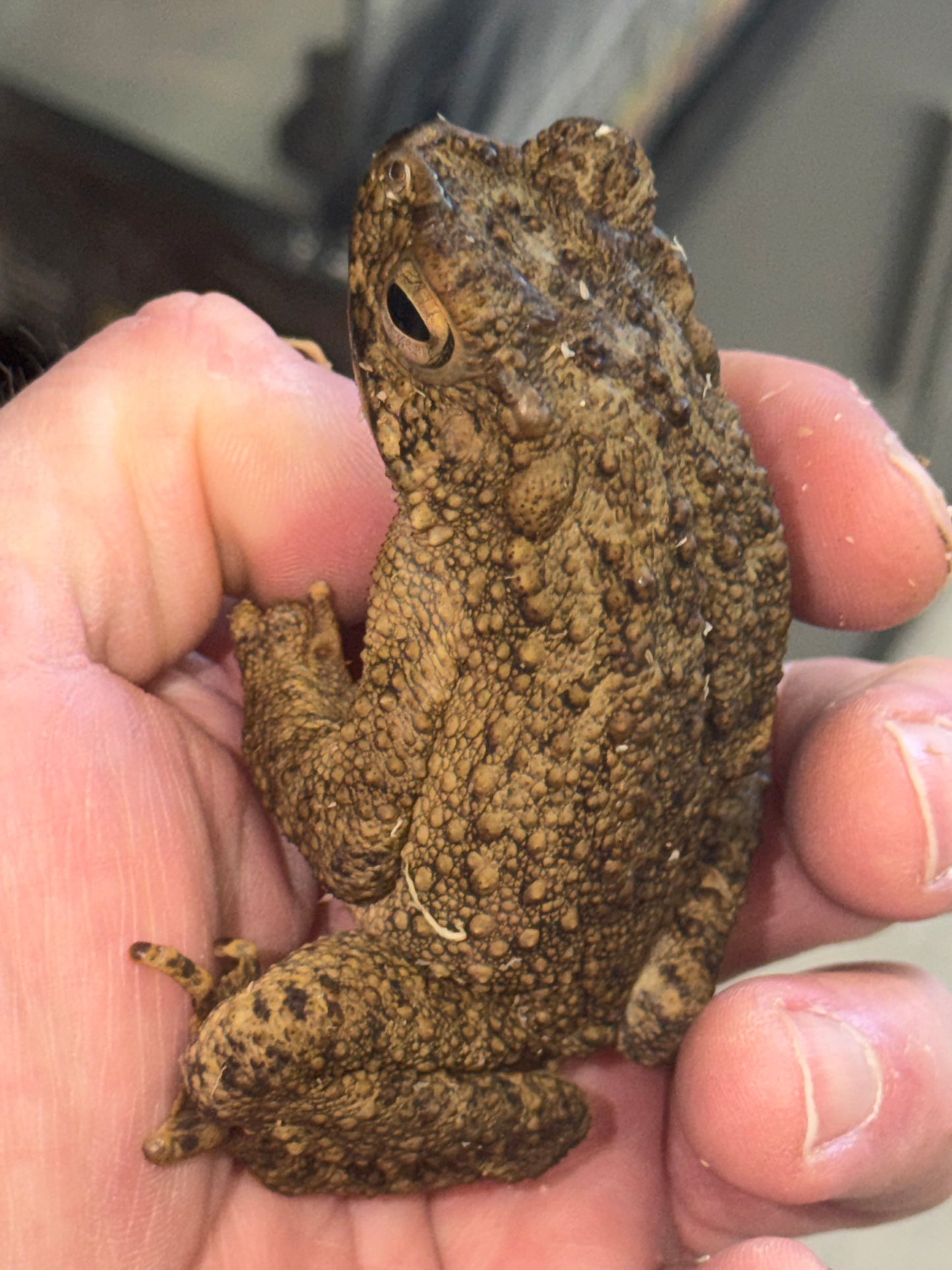 Giant Malaysian river toads - Toads