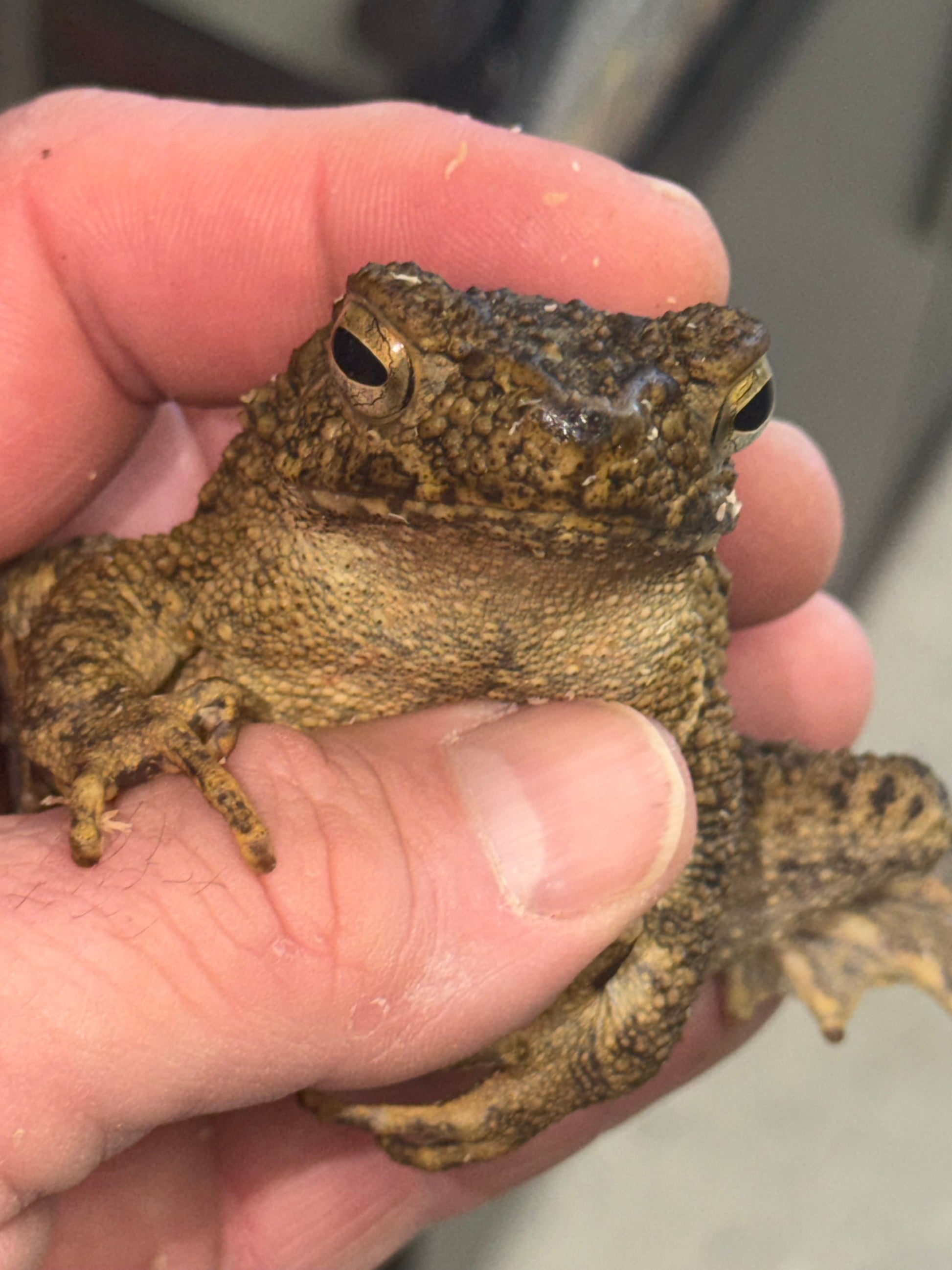 Giant Malaysian river toads - Toads