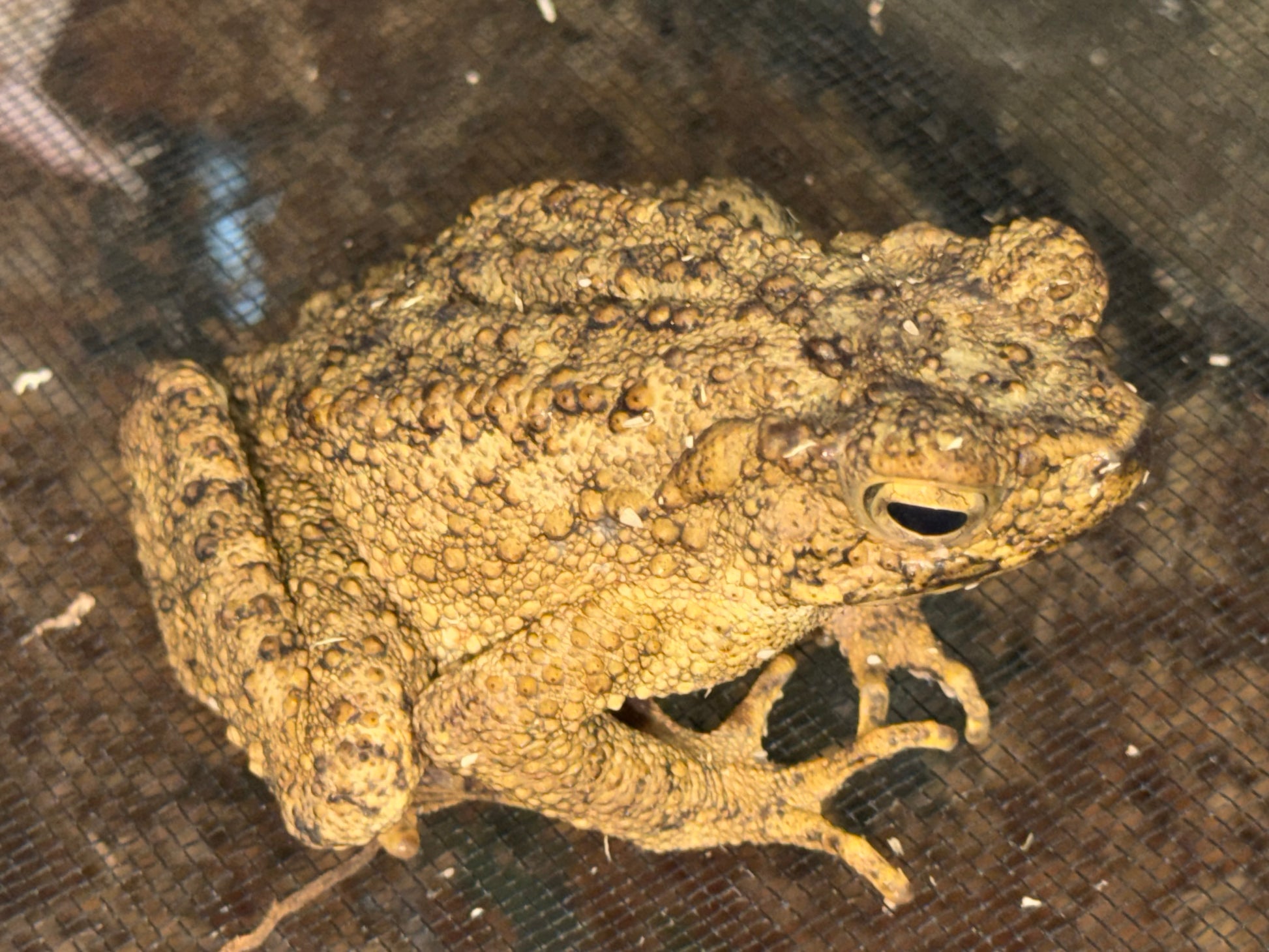 Giant Malaysian river toads - Toads